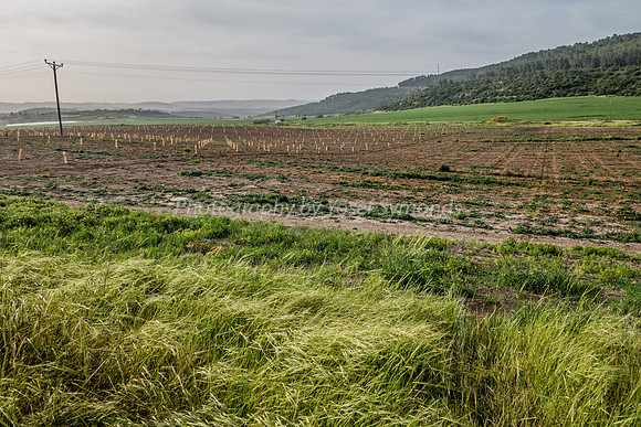 Fields in Ella Valley 1