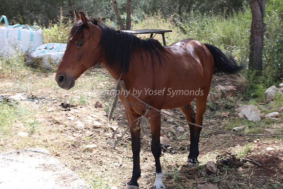 Horse on a Farm 1