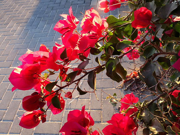 Red Bougainvillea with Backlighting 4