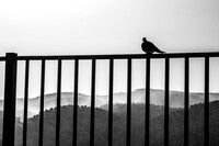 Sitting on the Fence 250511-1