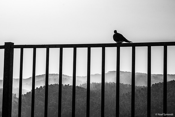 Sitting on the Fence 250511-1