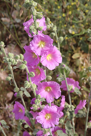 Pink Hollyhock Flower 4