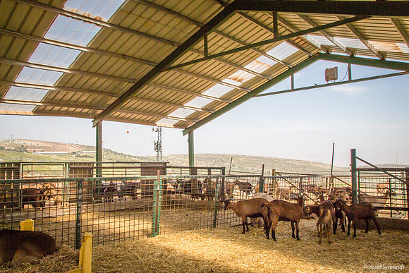 Spacious Goat Shed in Sought After Location