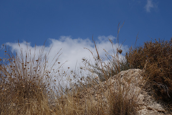 Thistle and Rock Saddle