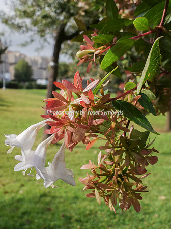 Trumpet  Flower and Buildings 151201-3