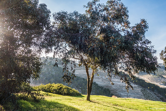 Eucalyptus Tree with East Jerusalem Hills in Background 23011-5