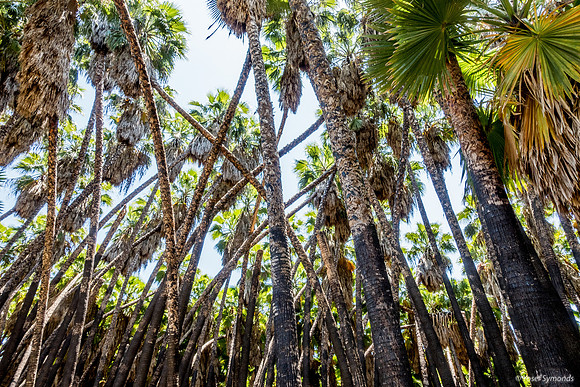 Washington Palm Grove 240516-1