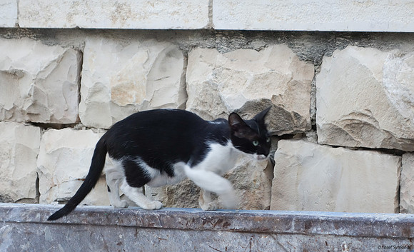 Cat on a Hot Tin Skip