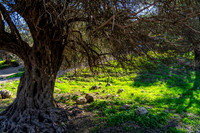Lush Grass of Winter Ben Shemen Forrest 250109-1