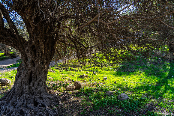 Lush Grass of Winter Ben Shemen Forrest 250109-1