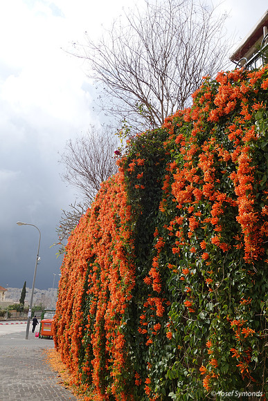 MassiveOrange Hedge RBSA 1