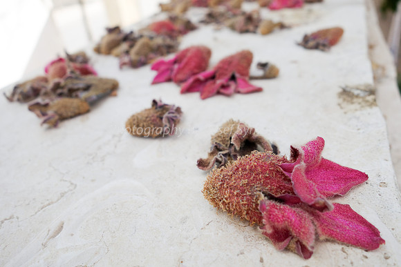 Depth Of Field-Pink Flowers 10
