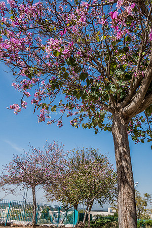 Magnolia 160308-3