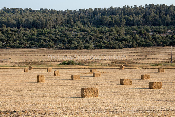 Haystacks Spread in Field 170721-28