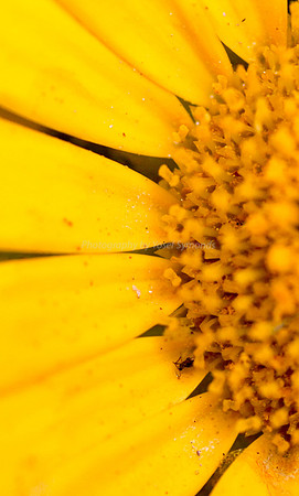170414-CactusGarden-9999_64-2