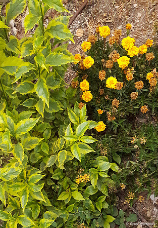 Marigold Flowers and Vine 170711