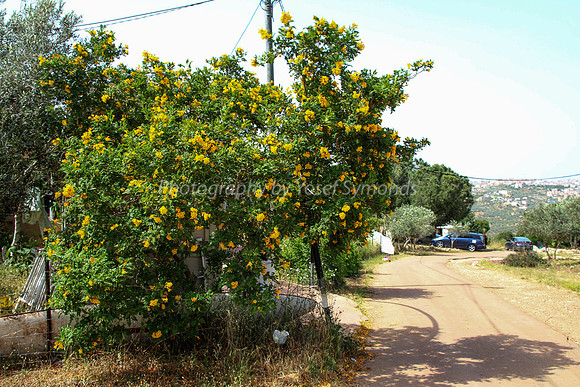 160426-Maoz_Tzvii-5423