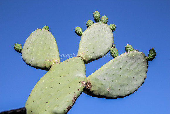 Cactus at Snir Field School 6