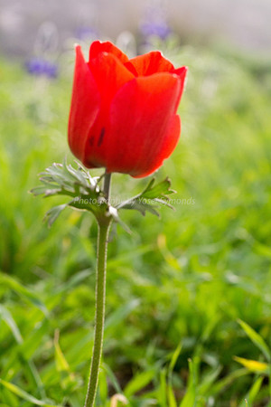 Poppy Anemone 180208-5
