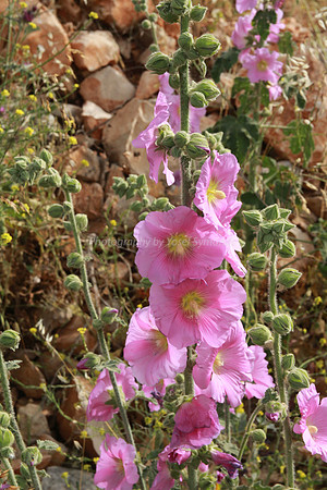 Pink Hollyhock Flower 2