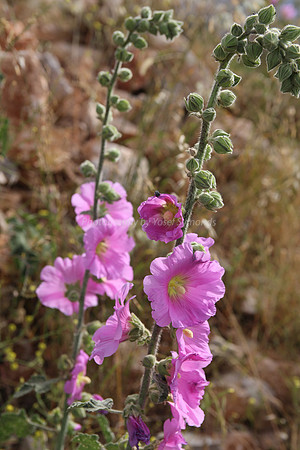 Pink Hollyhock Flower 3