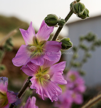 Pink Hollyhock Flower 8