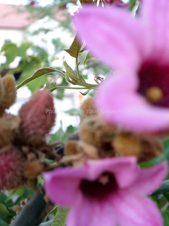 Depth Of Field-Pink Flowers 3