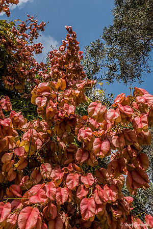 Park Ayalon Tangerine Petals 65