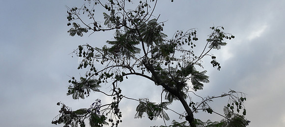Feather Leaves and Pods 1