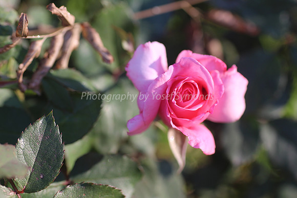 150201-Rose_Flower0726