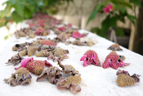 Depth Of Field-Pink Flowers 7