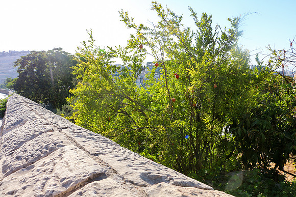 Street Wall and Pomegranite Tree