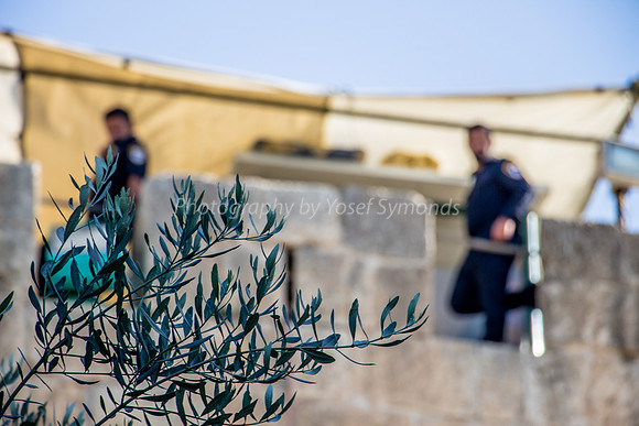 Olive Tree with Lookouts in Background 1