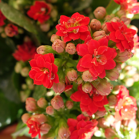 Red Begonia?