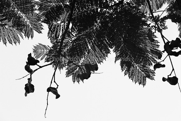 Feather Leaves and Pods Close Up 3