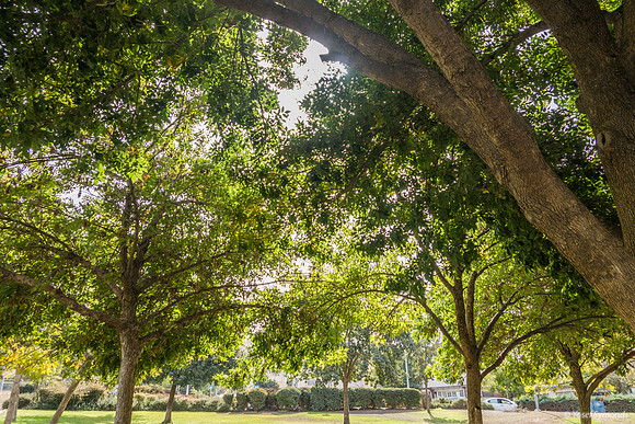 Ayalon Park Trees 181025-1
