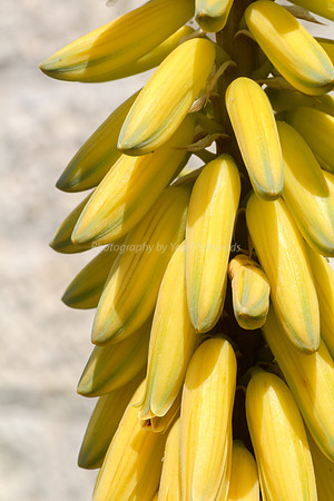 170414-CactusGarden-9999_41-2