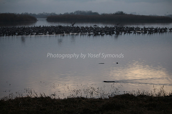 Thousands of Cranes with Beaver Swimming in Foreground
