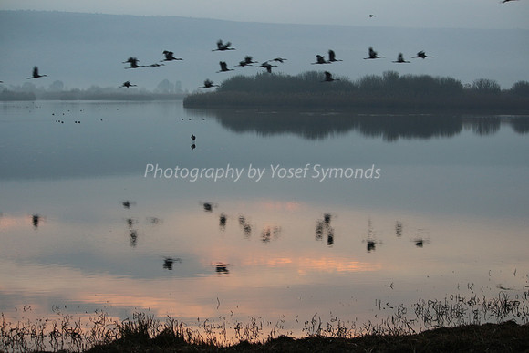 Flying Cranes Reflected in Lake