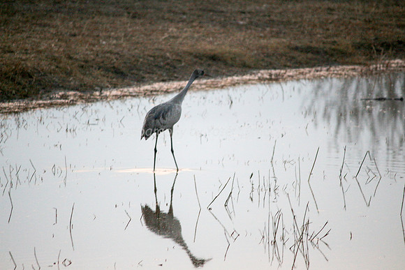 Crane Reflected on Lake