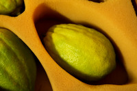Etrog for Sale 2
