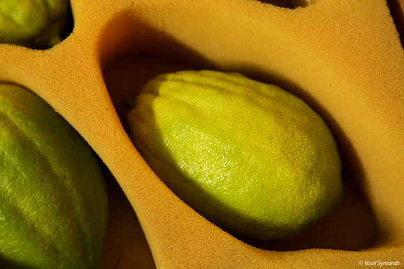 Etrog for Sale 2