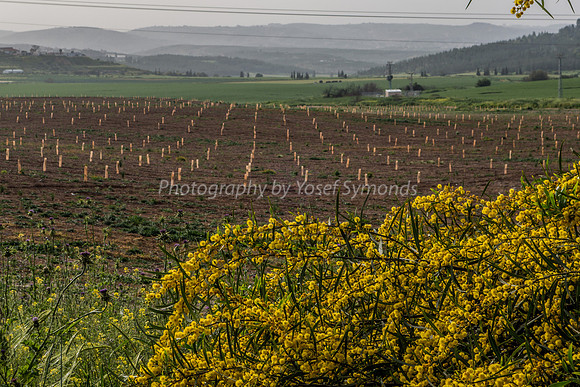 Wattle and Fields in Ella Valley 11