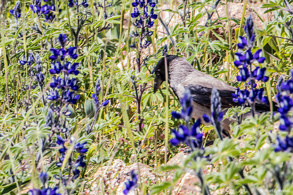 Crow Prowling Amongst the Lupins 220328-5