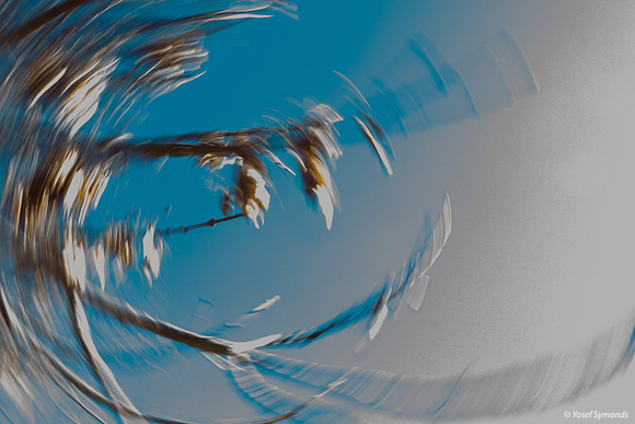 Whirling Leaves