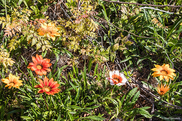Gazania Flowers 200228-4