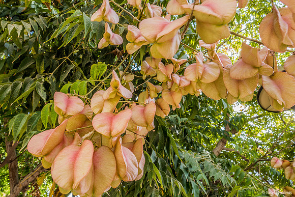 Park Ayalon Tangerine Petals 1