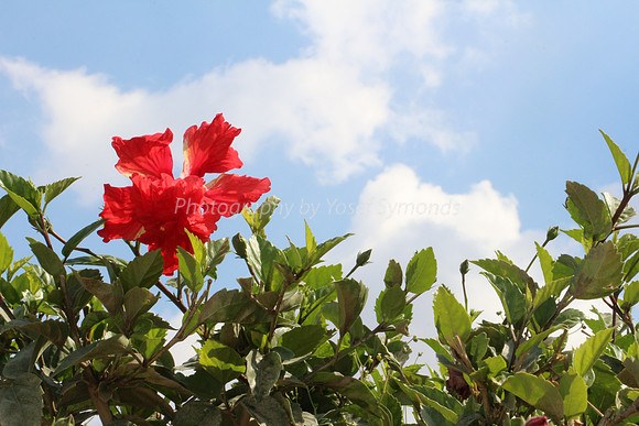 Red Flower 160923-2