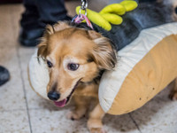 Purim Hot Dog 3