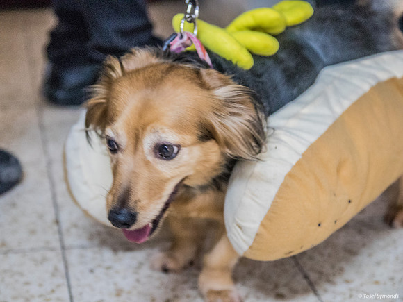 Purim Hot Dog 3
